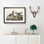 Ruddy Duck by John James Audubon - Picture Frame Graphic Art Print-55610621-55610620