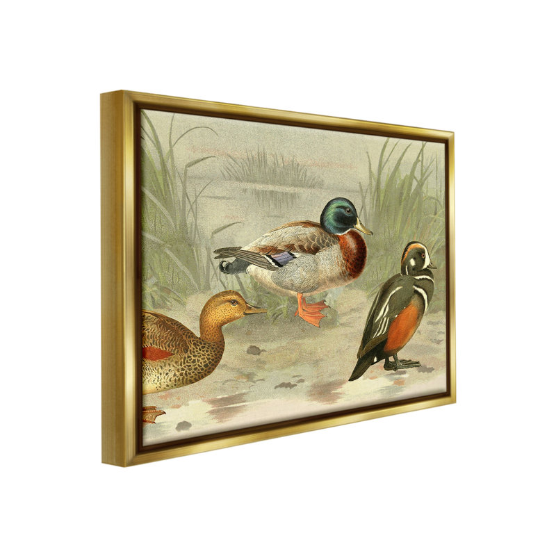 «Divers Ducks By Pond» par Gail Fraser sur, H 17 po x l 21 po, Cadre flottant métallique doré