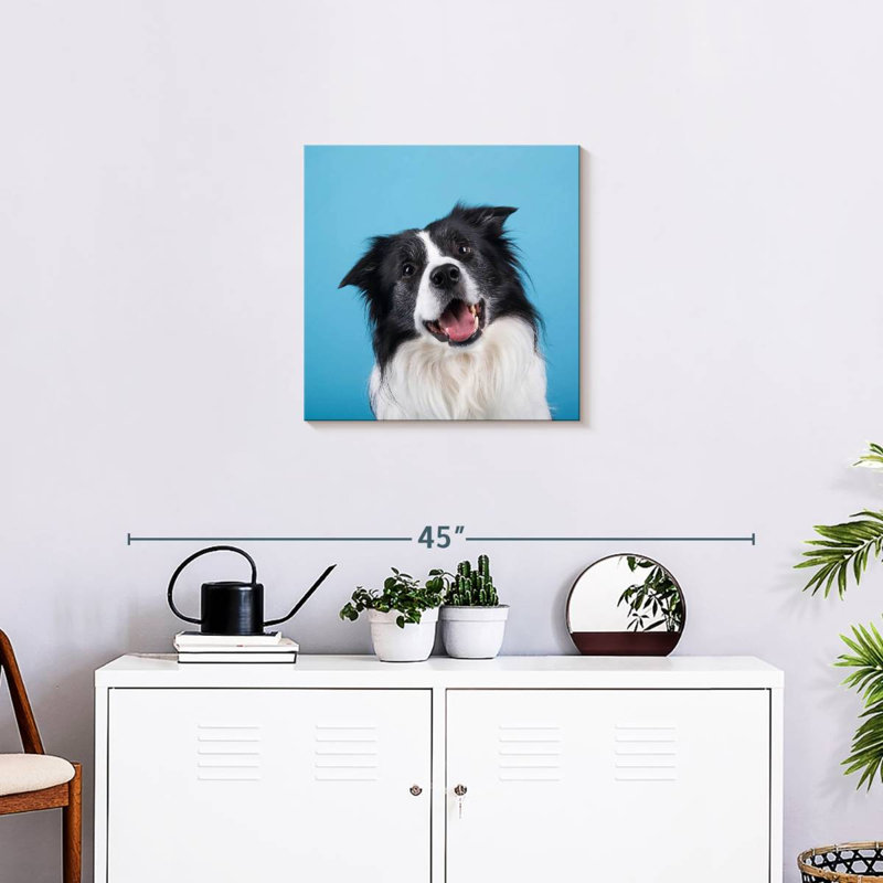 Crowle Happy Border Collie, H 20 po x l 20 po