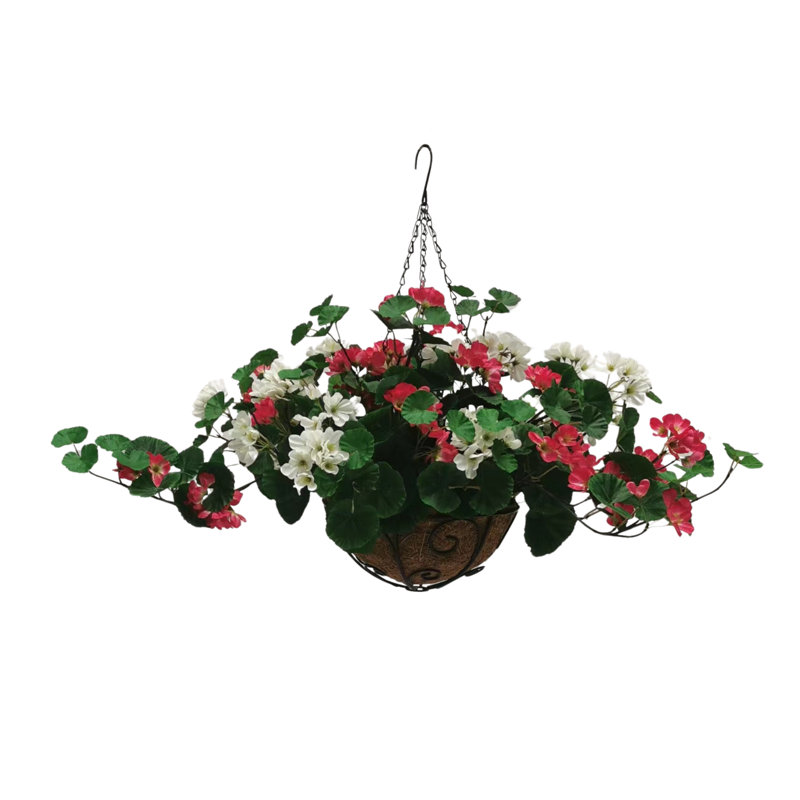 Geranium Hanging Basket