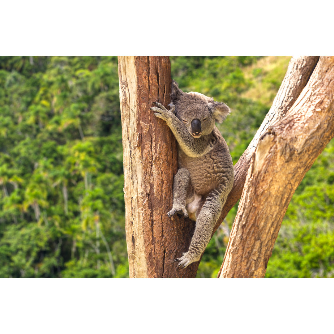 Niedlicher Koala im Wald, Australien von Filipefrazao - Drucken