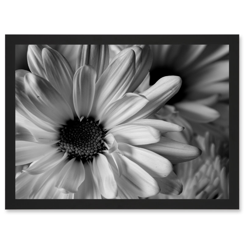 Black White Daisy Flower Petals - Single Picture Frame Print