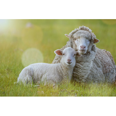 Young Lamb 1 Piece Wrapped Canvas Wall Art