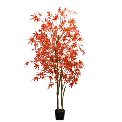 Maple Tree in Pot