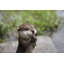 Statue en loutre priant