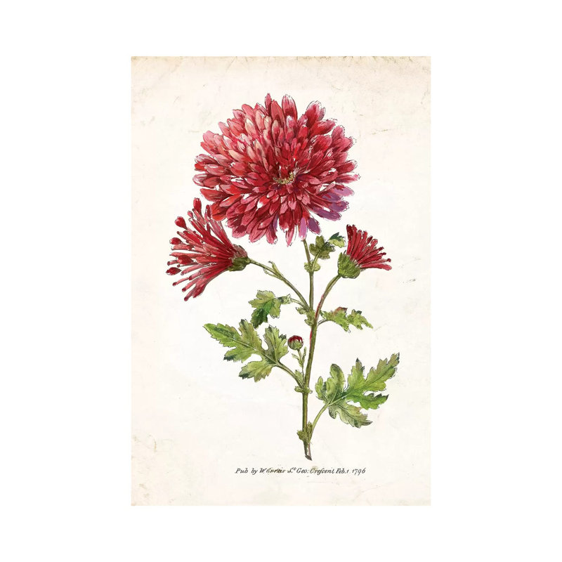 Botanical III by Nan - Wrapped Canvas Print, 30.48cm H x 20.32cm W x 1.91cm D