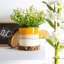 Nicola Spring - Reactive Glaze Plant Pot-63880881-63880880