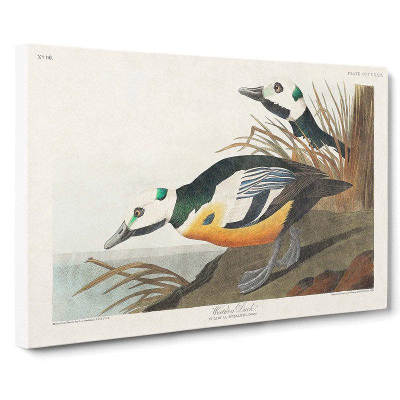 Western Ducks by John Audubon - Wrapped Canvas, 40cm H x 60cm W x 3cm D