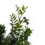 Berry Spray Arrangement