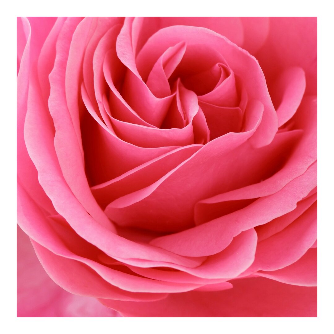 Seidenmatte Tapete Lustful Pink Rose