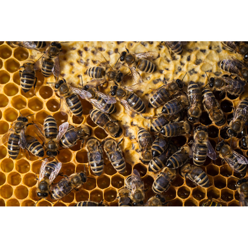 Nishaad Bees grouillant sur un nid d'abeilles, H 8 po x l 12 po