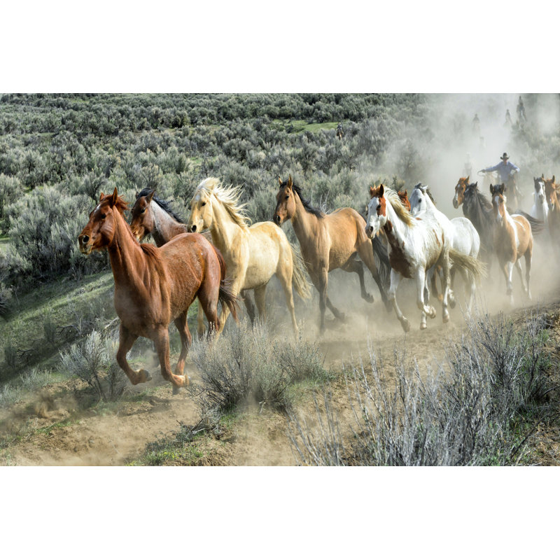 " Stampede I ", 20" H x 30" W x 1.25" D