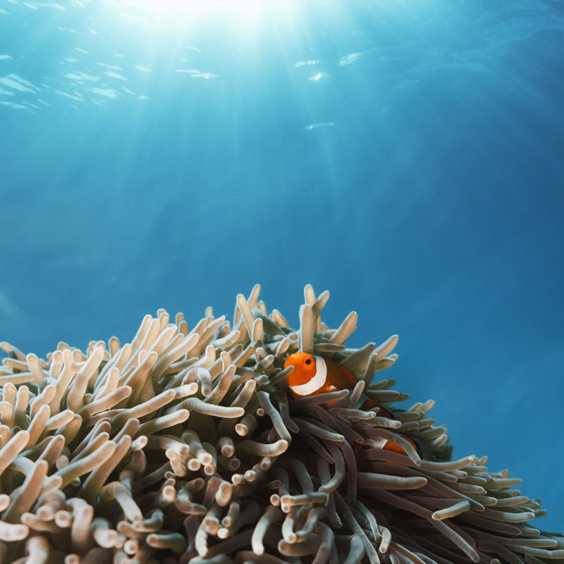 Clown Fish by Tunart - No Frame Print on Canvas, 51cm H x 51cm W