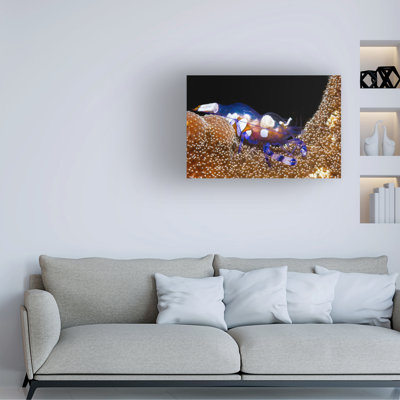 Bolog Barathieu Gabriel Peacock Tail Anemone Shrimp Canvas Art