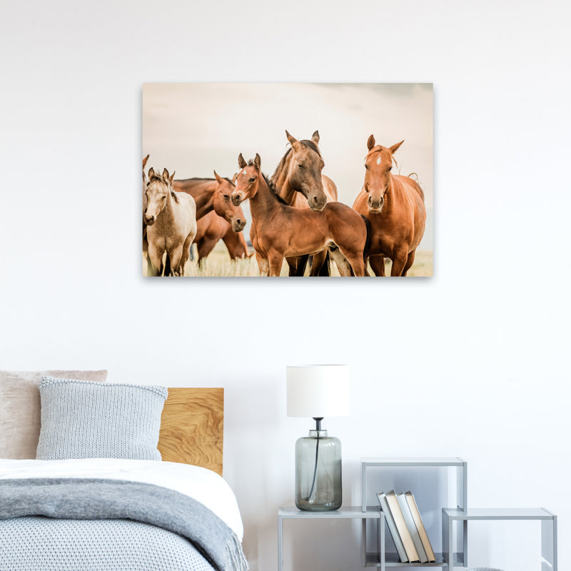 Hartville - photographie, animaux, faune, chevaux, art, H 24 po x l 36 po
