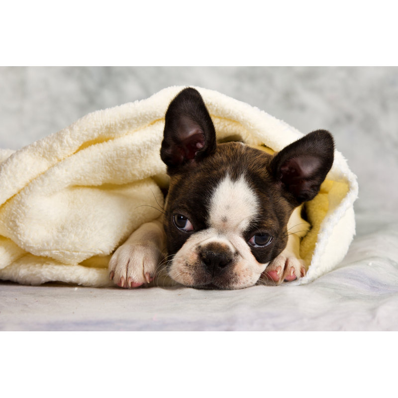 Sharvil Boston Terrier par Aoosthuizen, H 24 po x l 36 po