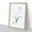 Spring Garlic Flowers by Pierre-Joseph Redoute - Picture Frame Painting Print-55619682-55619681