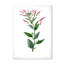 Vintage American Flora III - peinture sur toile-59815499-59815500