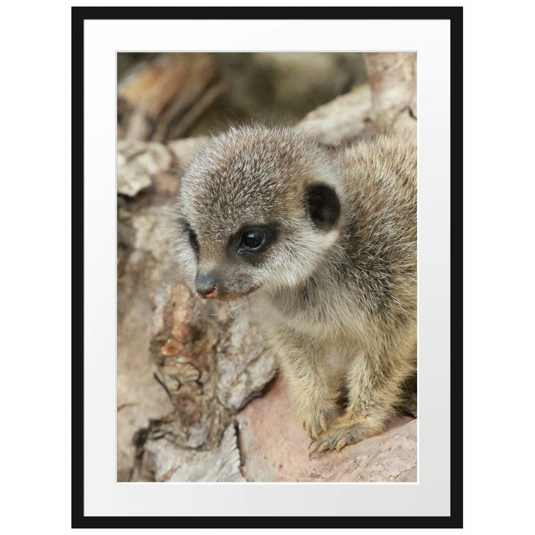 Gerahmtes Poster Junges Erdmännchen auf Baum