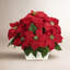 Arrangements floraux de poinsettias en pot