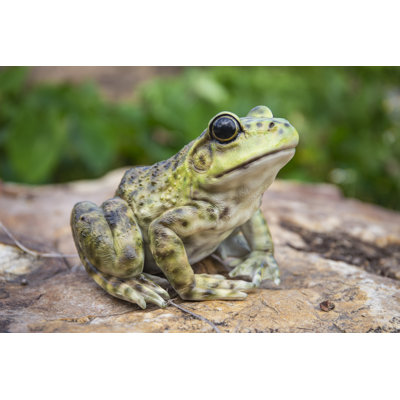 Grenouille américaine