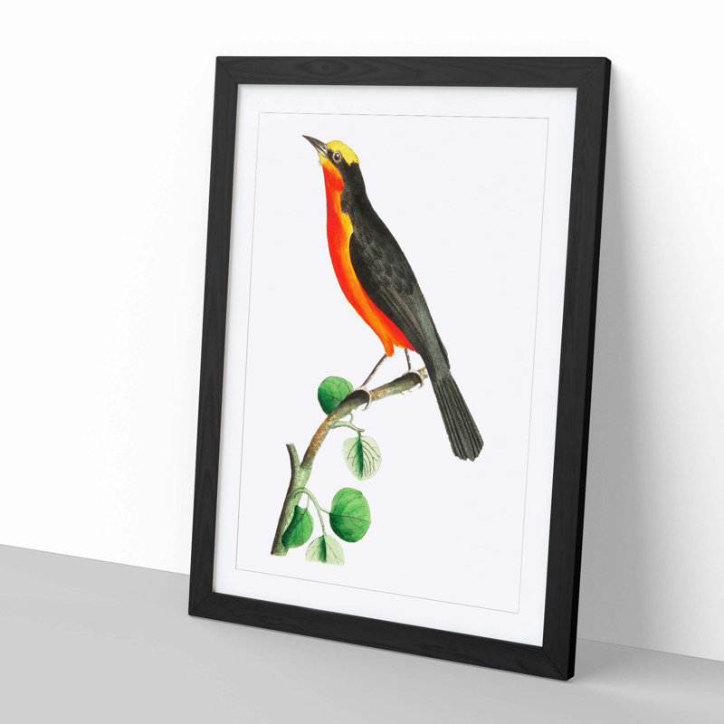 Barbary Shrike Bird by George Shaw - Framed Print, 60cm H x 40cm W x 2cm D, Black