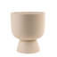 ZZ Plant in Ceramic/Wood Planter