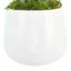 Snake Plant disposée dans un pot en fibre de pierre