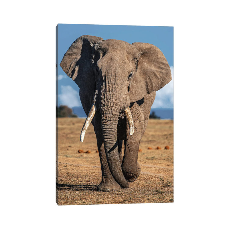 Elephant by Nikita Abakumov - Wrapped Canvas Print