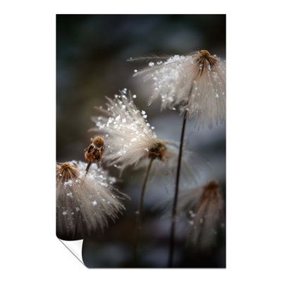 Dandelion Covered In Snow - No Frame Print