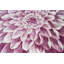 Tapis rose à motif de fleurs Ayalur-1161021563