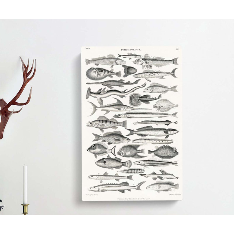 Study Of Fish LXL by Oliver Goldsmith - Wrapped Canvas Print, 91cm H x 60cm W x 3cm D