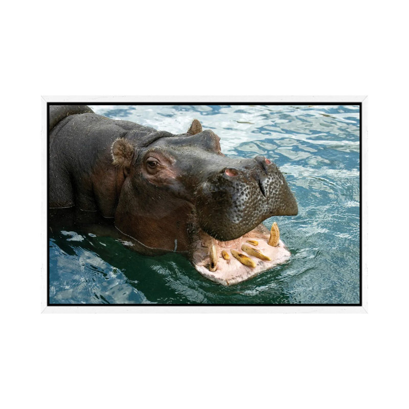 A Hippopotamus Bares Its Teeth At The Sedgwick County Zoo by Joel Sartore - Gallery-Wrapped Canvas Giclée on Canvas