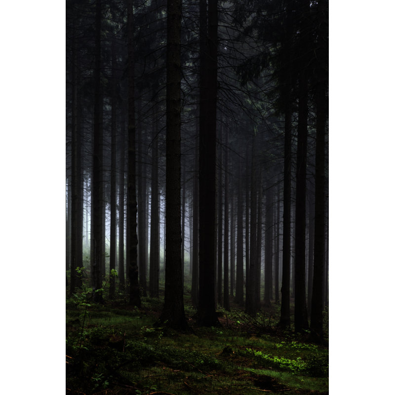 Upcoming Night In The Forest by Dirkbaltrusch - No Frame Art Prints on Canvas, 122cm H x 81cm W