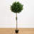 Olive Artificial Tree UV Resistant
