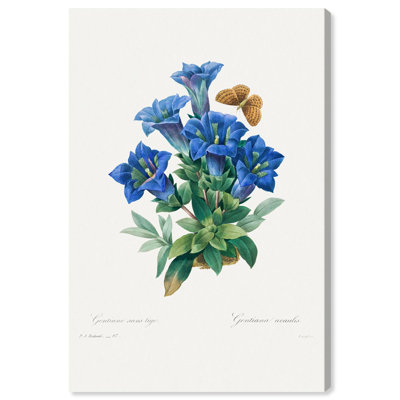Art Remedy, reproduction d'art sur toile, Gentiana Acaulis par Pierre-Joseph