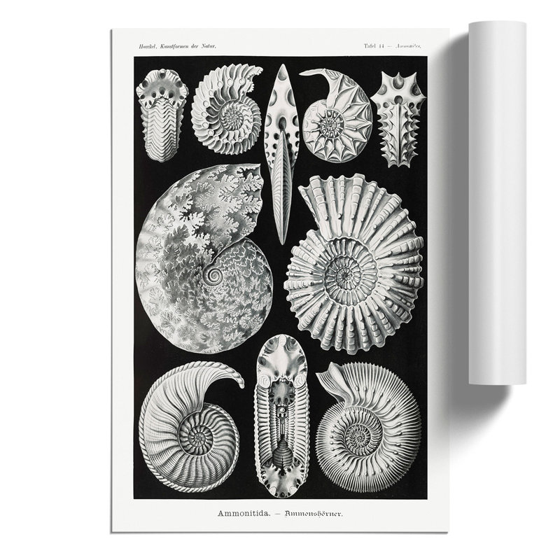 Seashells Ammonitida by Ernst Haeckel - No Frame Print, 42cm H x 30cm W x 0.1cm D