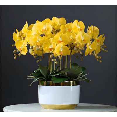 Orchid Arrangement in Pot