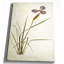«Botanical Plate XV», reproduction d'impression sur toile-22188150