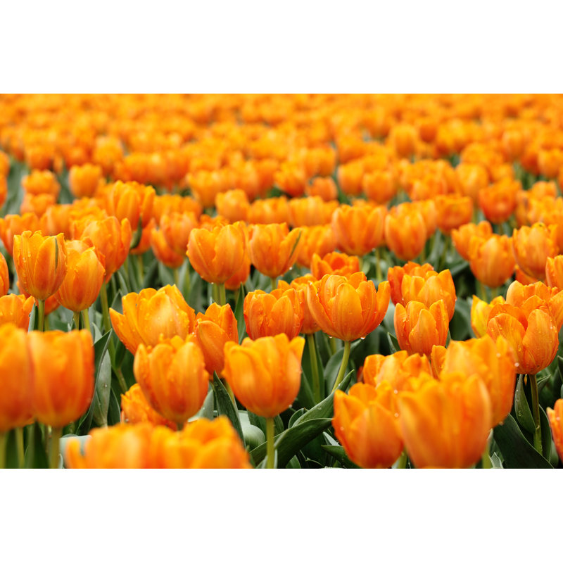 Orange Tulips, 20cm H x 30cm W