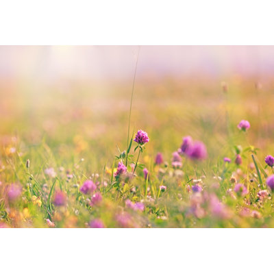 Flowering Clover - Wrapped Canvas Print