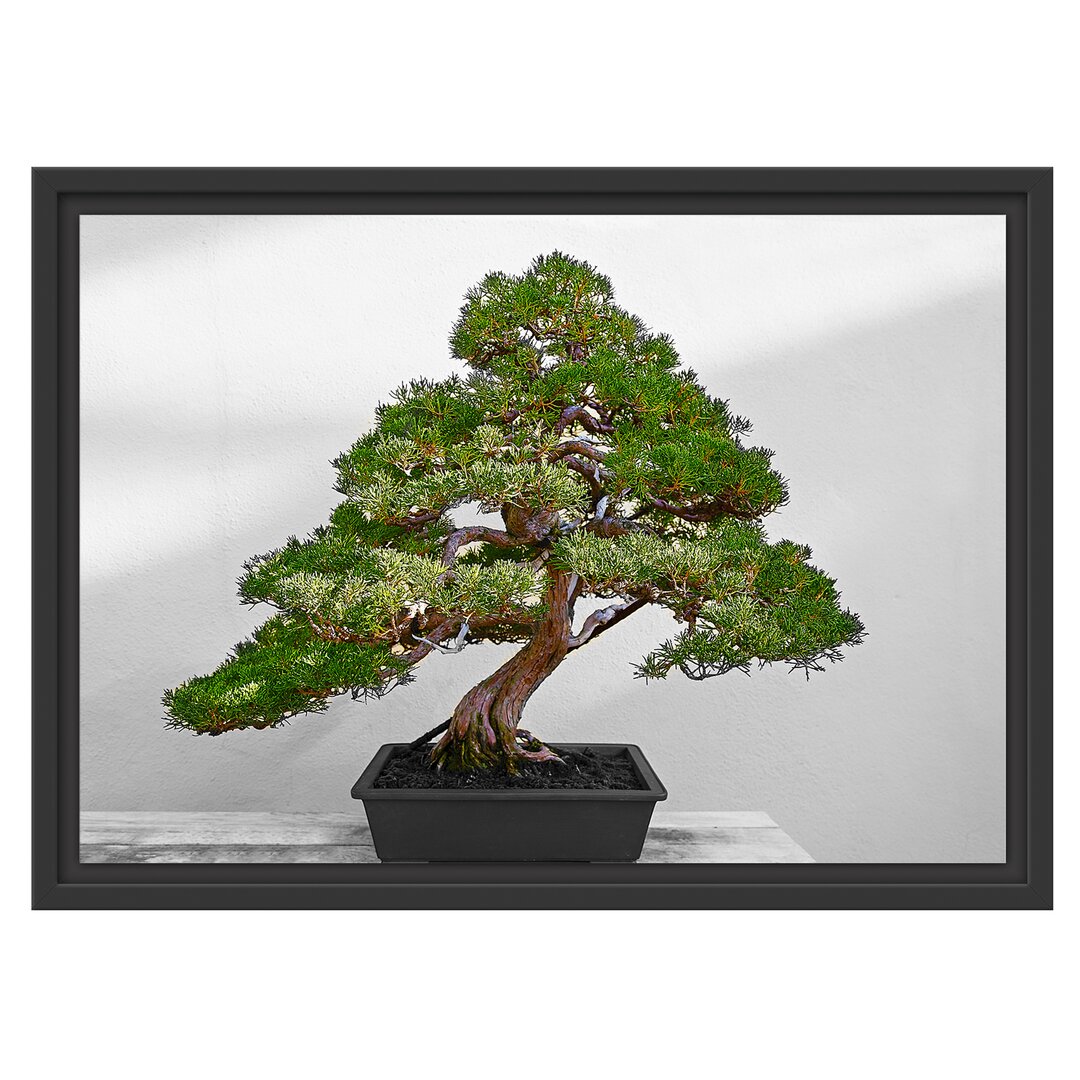 Gerahmtes Wandbild Bonsai Baum