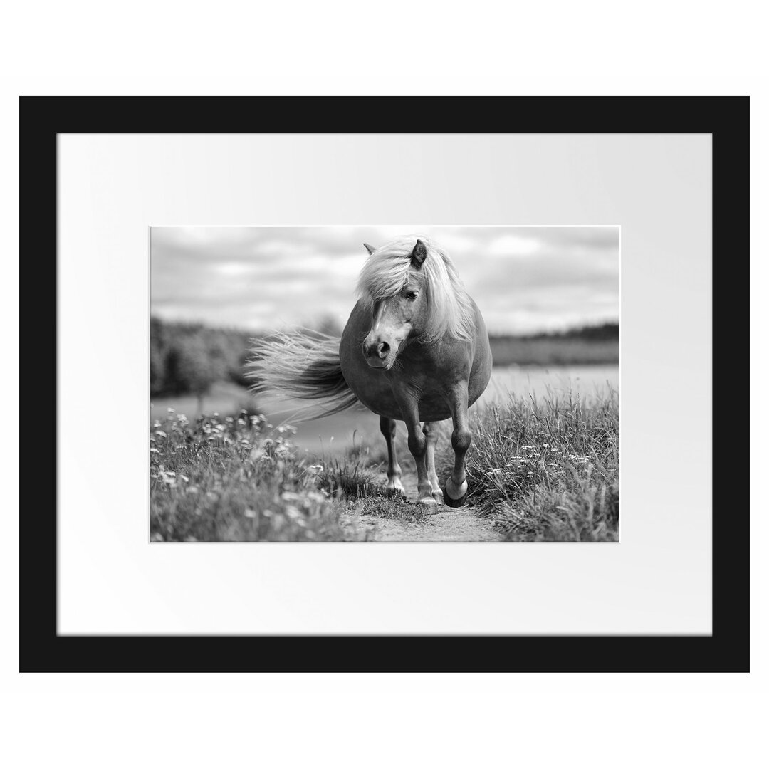 Gerahmtes Poster Shetlandpony auf der Wiese