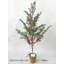 Pin de Noël 36 po en pot
