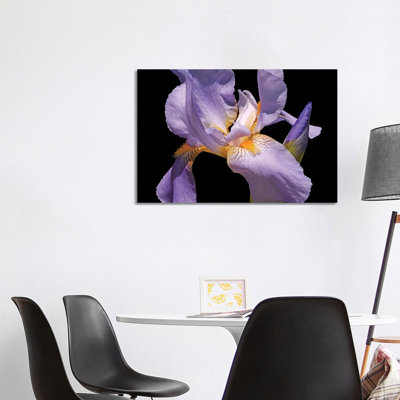 Violet Iris by Brian Wolf - Wrapped Canvas Print