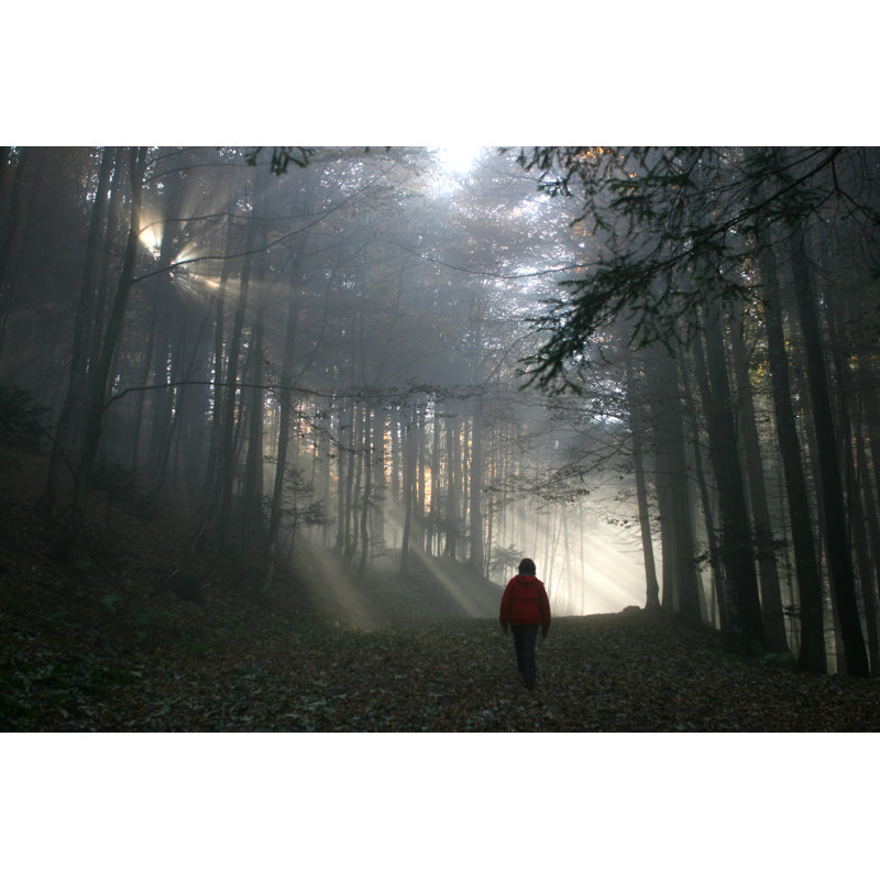 Misty Forest by Itakefotos4u - Wrapped Canvas Print, 30cm H x 46cm W