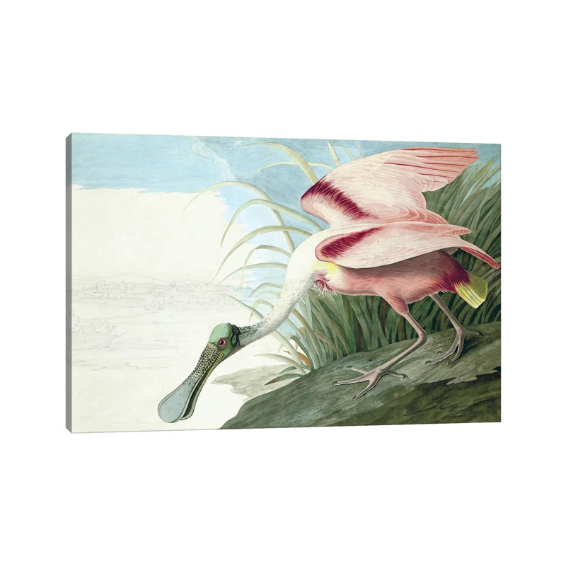 Roseate Spoonbill, Platalea Ajaja, From The Birds Of America, Pub. 1827-38 by John Audubon - Painting on Canvas