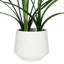 Orchids Arrangement in Pot