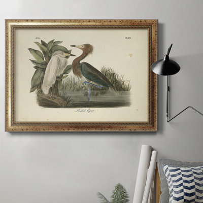 Audubons Reddish Egret - cadre photo, impression sur toile