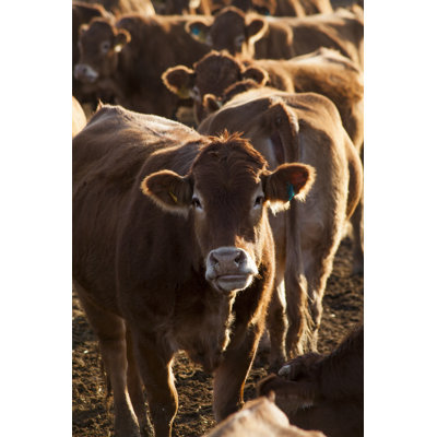 Herd Of Cows by Erdinhasdemir - Wrapped Canvas Print
